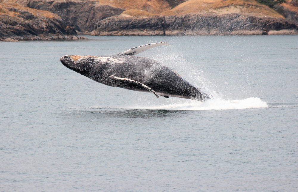 sea-fall-whales
